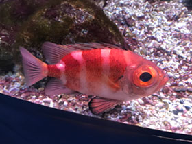 Фото Redbanded rockfish