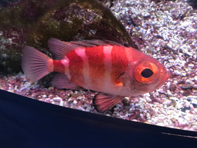 Фото Redbanded rockfish