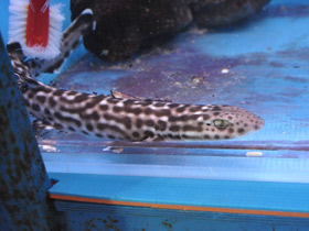 Фото Coral Cat Shark