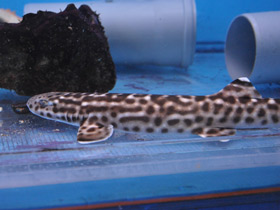 Фото Coral Cat Shark