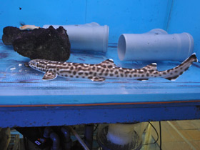 Фото Coral Cat Shark