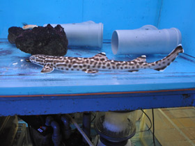 Фото Coral Cat Shark