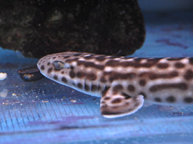 Фото Coral Cat Shark