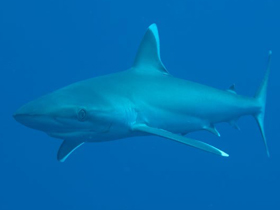 Фото Silvertip shark