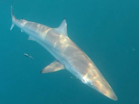 Фото Spinner shark