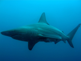 Фото Blacktip shark