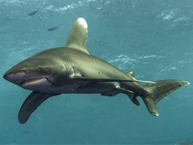 Фото Oceanic whitetip shark