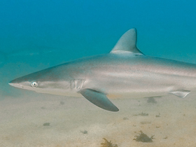 Фото Dusky shark