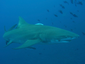 Фото Sicklefin lemon shark