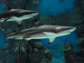 Фото Blacktip reef shark