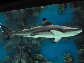 Фото Blacktip reef shark