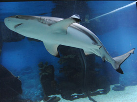 Фото Blacktip reef shark