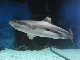 Фото Blacktip reef shark