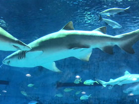 Фото Sandbar shark