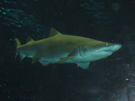 Фото Sand tiger shark