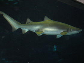 Фото Sand tiger shark