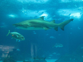 Фото Sand tiger shark