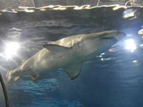 Фото Sand tiger shark