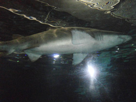 Фото Sand tiger shark