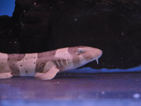 Фото Brownbanded bamboo shark