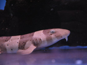 Фото Brownbanded bamboo shark