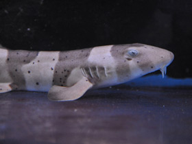 Фото Brownbanded bamboo shark