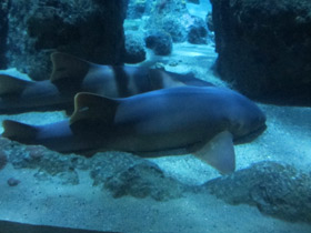 Фото Nurse shark