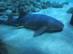 Фото Nurse shark