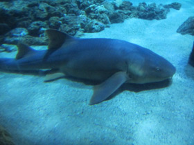 Фото Nurse shark