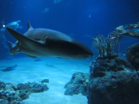 Фото Nurse shark