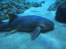 Фото Nurse shark