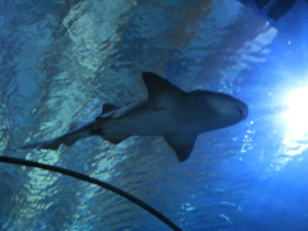 Фото Nurse shark