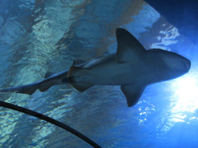 Фото Nurse shark