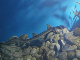 Фото Port Jackson shark