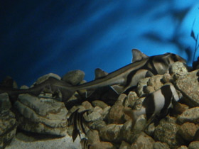 Фото Port Jackson shark