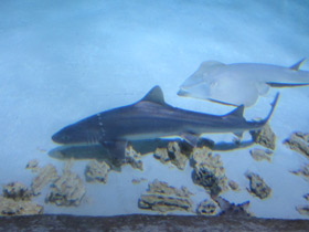 Фото Grey smooth-hound shark