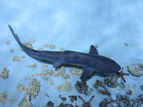 Фото Grey smooth-hound shark