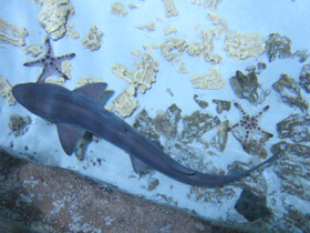 Фото Grey smooth-hound shark