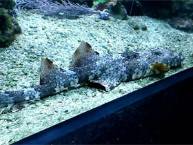 Фото Spotted wobbegong