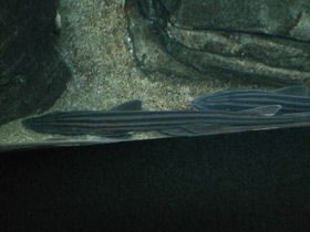 Фото Striped catshark