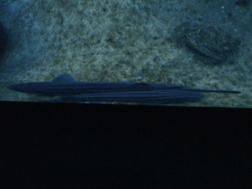 Фото Striped catshark