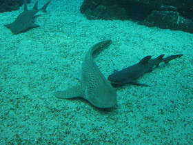 Фото Zebra shark