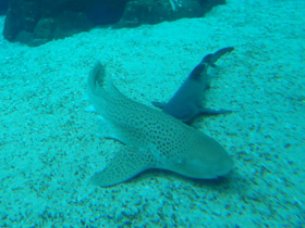 Фото Zebra shark