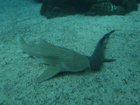 Фото Zebra shark