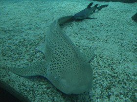 Фото Zebra shark