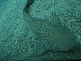 Фото Zebra shark