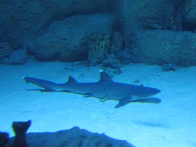 Фото White tip reef shark