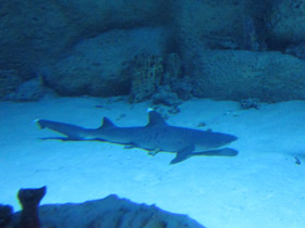 Фото White tip reef shark