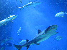 Фото White tip reef shark