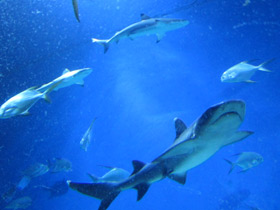 Фото White tip reef shark